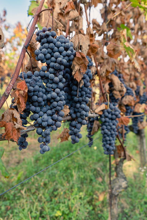 Negretti Langhe Chardonnay 'Dinoi' 2022
