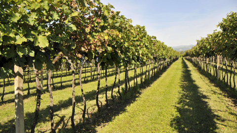 Tezza 'Brolo delle Giare' Valpolicella Valpantena Superiore BIO 2020