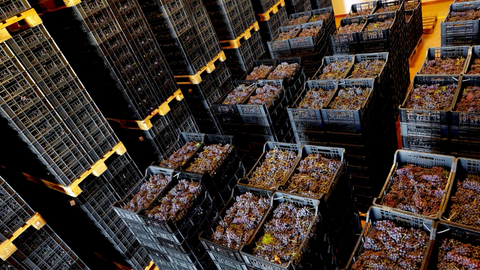 Tezza 'Caporal' Rosso Veneto BIO 2022