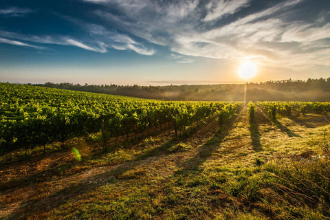 Importeur van Duurzame, Biologische, Biodynamische en Natuurwijnen